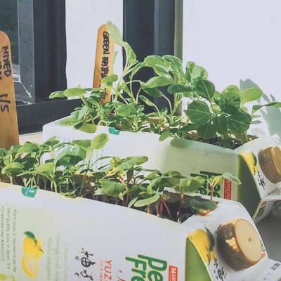 6 steps on how to start growing your own edibles at home - Live More by DBS - Ep.2: 6 steps on how to start growing your own edibles at home - Live More by DBS - Ep.2: