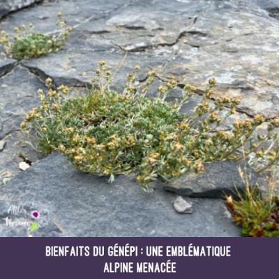 Bienfaits du génépi - une emblématique alpine menacée