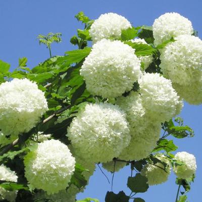 bola de nieve