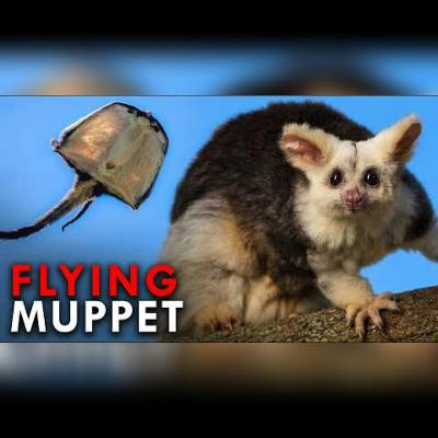 The Flying Koalas You Never Knew Existed