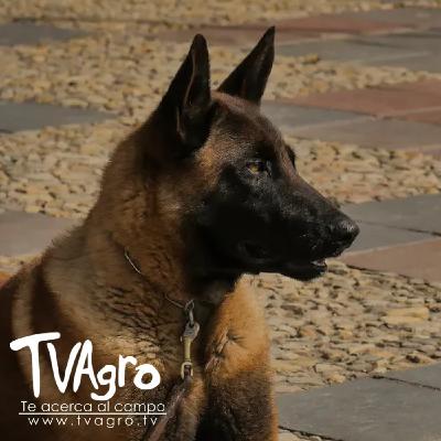 Adopcion Responsable y con Amor - TvAgro por Juan Gonzalo Angel Restrepo