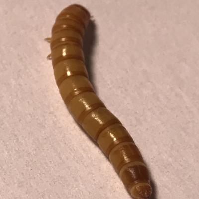 The Critter Keeper episode 12: Mealworms & Darkling beetles! The Critter Keeper episode 12: Mealworms & Darkling beetles!