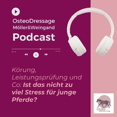 Körung, Leistungsprüfung und Co: Ist das nicht zu viel Stress für Jungpferde?