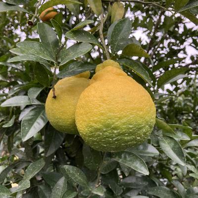 Ep 05: When Jeju Gives You Tangerines | Jeju Essentials