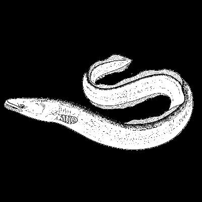 The European Eel