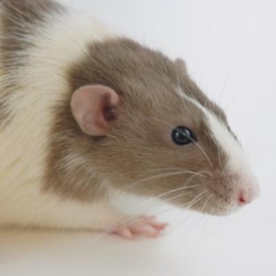 Rats