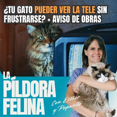 599. ¿Tu gato PUEDER VER LA TELE sin frustrarse? + AVISO DE OBRAS