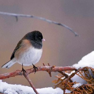 Ep 40: Songbird Scents