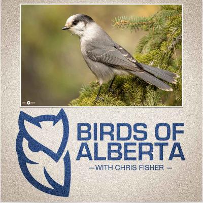 Canada Jay