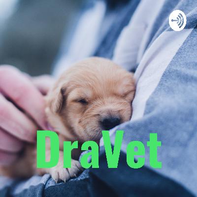 Episódio 2 - Cuidados com cães no Verão