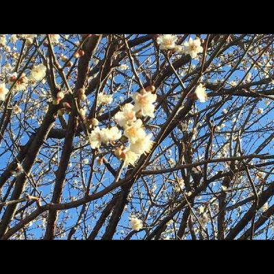 第492話『レッテルをはがす』－【福岡県にゆかりのあるレジェンド篇】小説家　火野葦平－