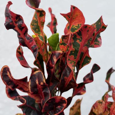 SEGUIRÍA SIENDO PRISIONERO (E1995). SEGUIRÍA SIENDO PRISIONERO (E1995).