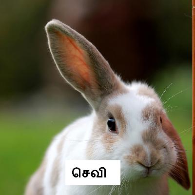 56. செவி | Ear 56. செவி | Ear