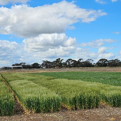 Flexible Farming Systems: Barley