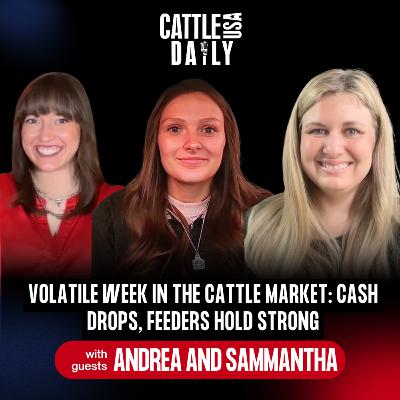 282: Volatile Week in the Cattle Market: Cash Drops, Feeders Hold Strong with Samantha and Andrea 282: Volatile Week in the Cattle Market: Cash Drops, Feeders Hold Strong with Samantha and Andrea