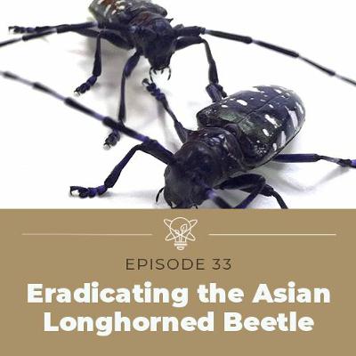 Eradicating the Asian Longhorned Beetle