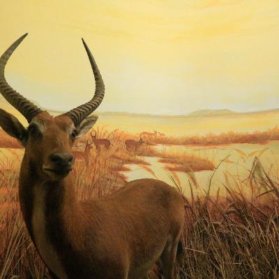 EPS03
 Kambing Yang Berkulit Harimau