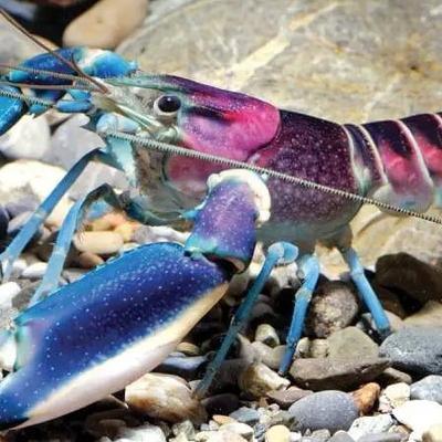 Naturefile - Crayfish