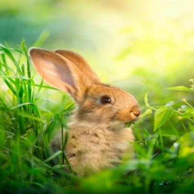 Episode 2 - Fantastic facts about bunnies