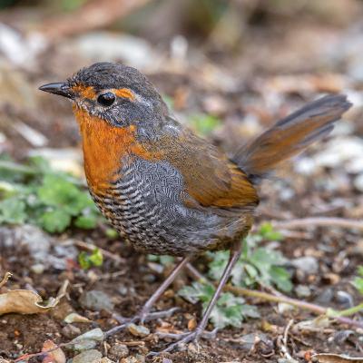El Canto del Chucao El Canto del Chucao