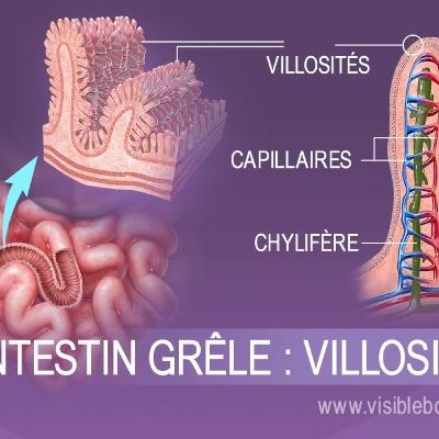 L'absorption intestinale