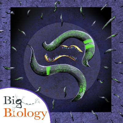 Biology outside the box (Ep 140)
