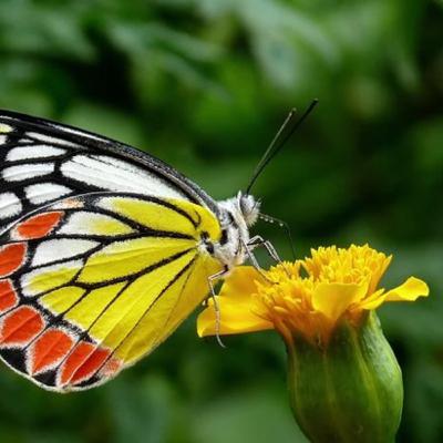 🦋Bonus der Schmetterling🦋