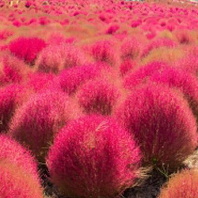 EP.250 10月旅遊大小事》秋日限定火紅波波草．每天登入抽免費機票．搭超大氣球的高空旅遊正流行