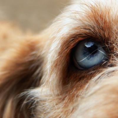 #SS-16 【ゼブラ編】「社会性と事業性の両立」ゼブラ企業の本質とは?(中編) #SS-16 【ゼブラ編】「社会性と事業性の両立」ゼブラ企業の本質とは?(中編)