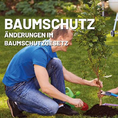 Änderungen im Baumschutz-Gesetz