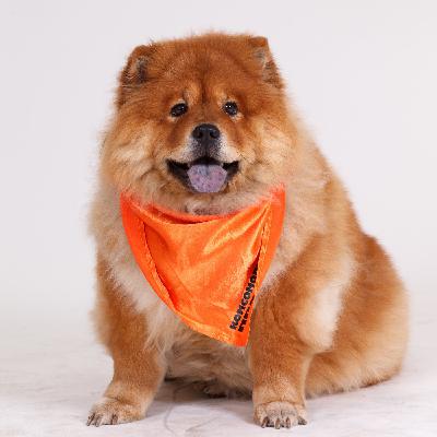 Чао, чау-чау! Все самое важное о древней китайской породе собак