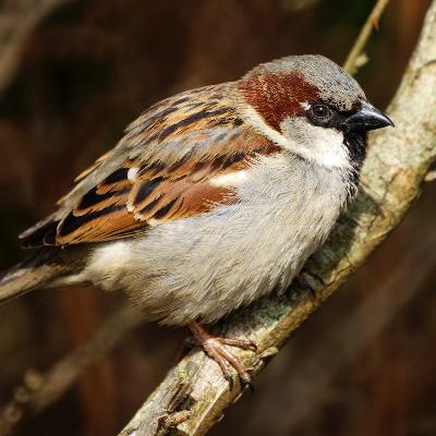 Costa Discordia | 73. Senza natura nessun domani