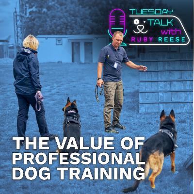 The Value of Professional Dog Training