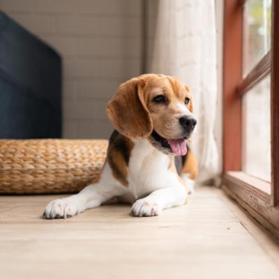 Unmasking Cushing’s Syndrome: Top Questions Answered & Myths Debunked Unmasking Cushing’s Syndrome: Top Questions Answered & Myths Debunked