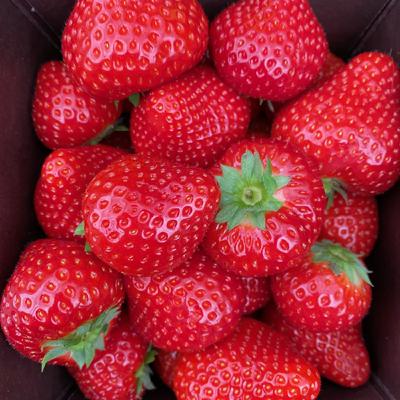 S3E7 - 英國的零食 S3E7 - 英國的零食