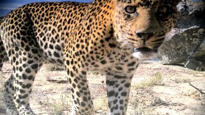 Leopard Fortress Trailer