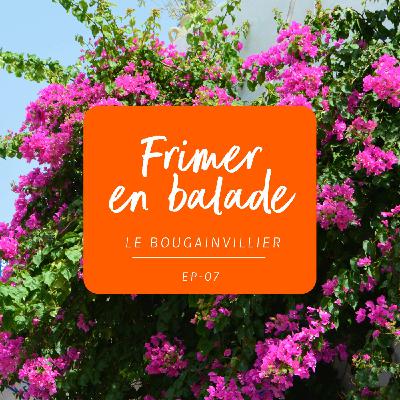 #7 - L’histoire du bougainvillier #7 - L’histoire du bougainvillier