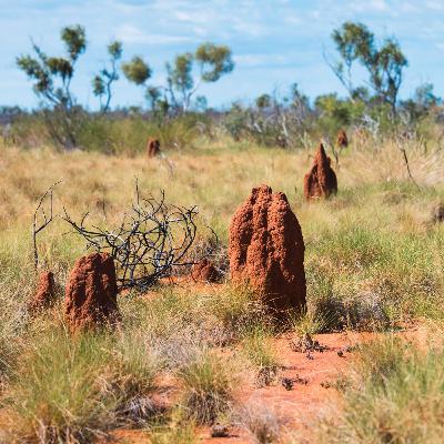 ep.445 ずらりと並ぶ謎の蟻塚！“正体”を知ってきじーが仰天