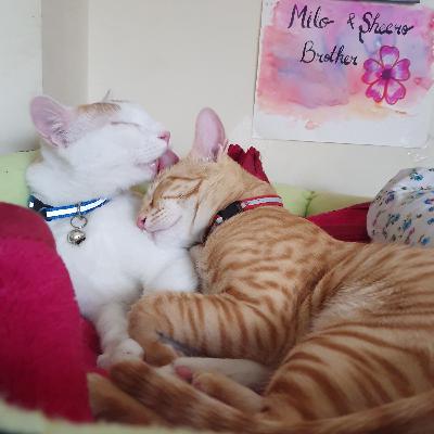 Whatsapp University 90's Wali