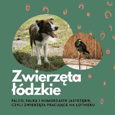 Falco, Falka i humorzaste jastrzębie, czyli zwierzęta pracujące na lotnisku | Andrzej Fijałkowski | Zwierzęta łódzkie Falco, Falka i humorzaste jastrzębie, czyli zwierzęta pracujące na lotnisku | Andrzej Fijałkowski | Zwierzęta łódzkie