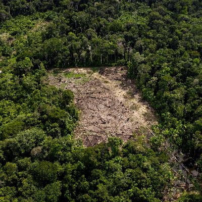 Amazonas-Regenwald könnte bis 2100 um 38 Prozent schrumpfen