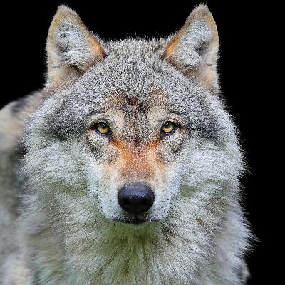 History of Wolves and Dogs | Documentary for Sleep