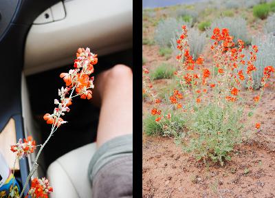 22 - Globemallow 22 - Globemallow