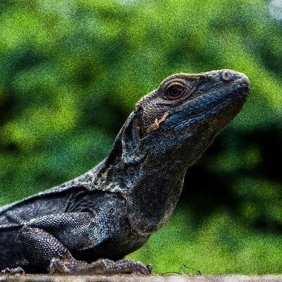 Legenda Pangeran Biawak