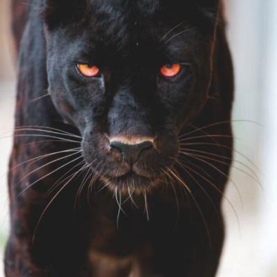 Xxxdesafios da profissão