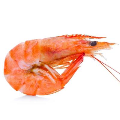 CHONKY PRAWNS: why you should love them