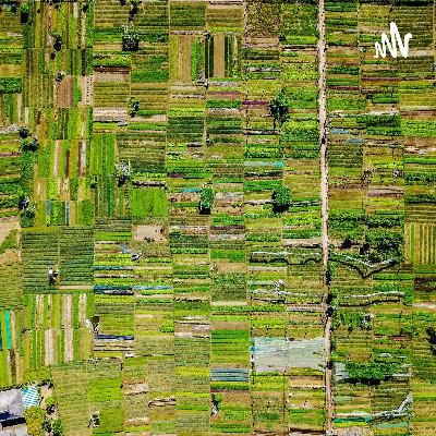 875.已婚女子装未婚诈骗数10人，养自己老公！