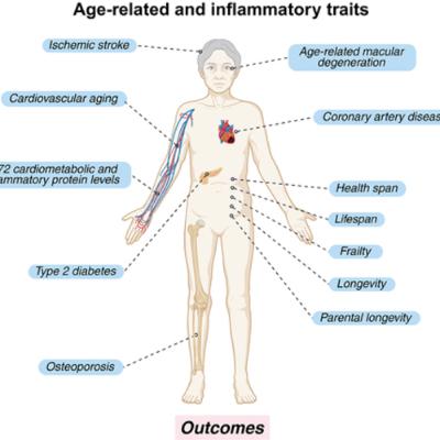 Gut Microbiome Influences Proteins That Drive Aging and Disease