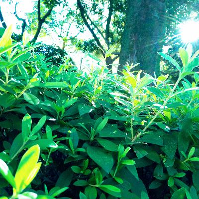 のりこ、ピアノ瞑想を語る⑥ のりこ、ピアノ瞑想を語る⑥