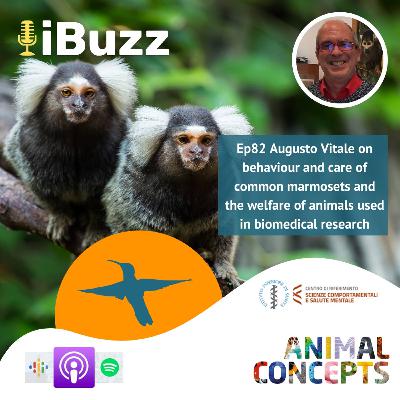 Ep82 Augusto Vitale on behaviour and care of common marmosets and the welfare of animals used in biomedical research